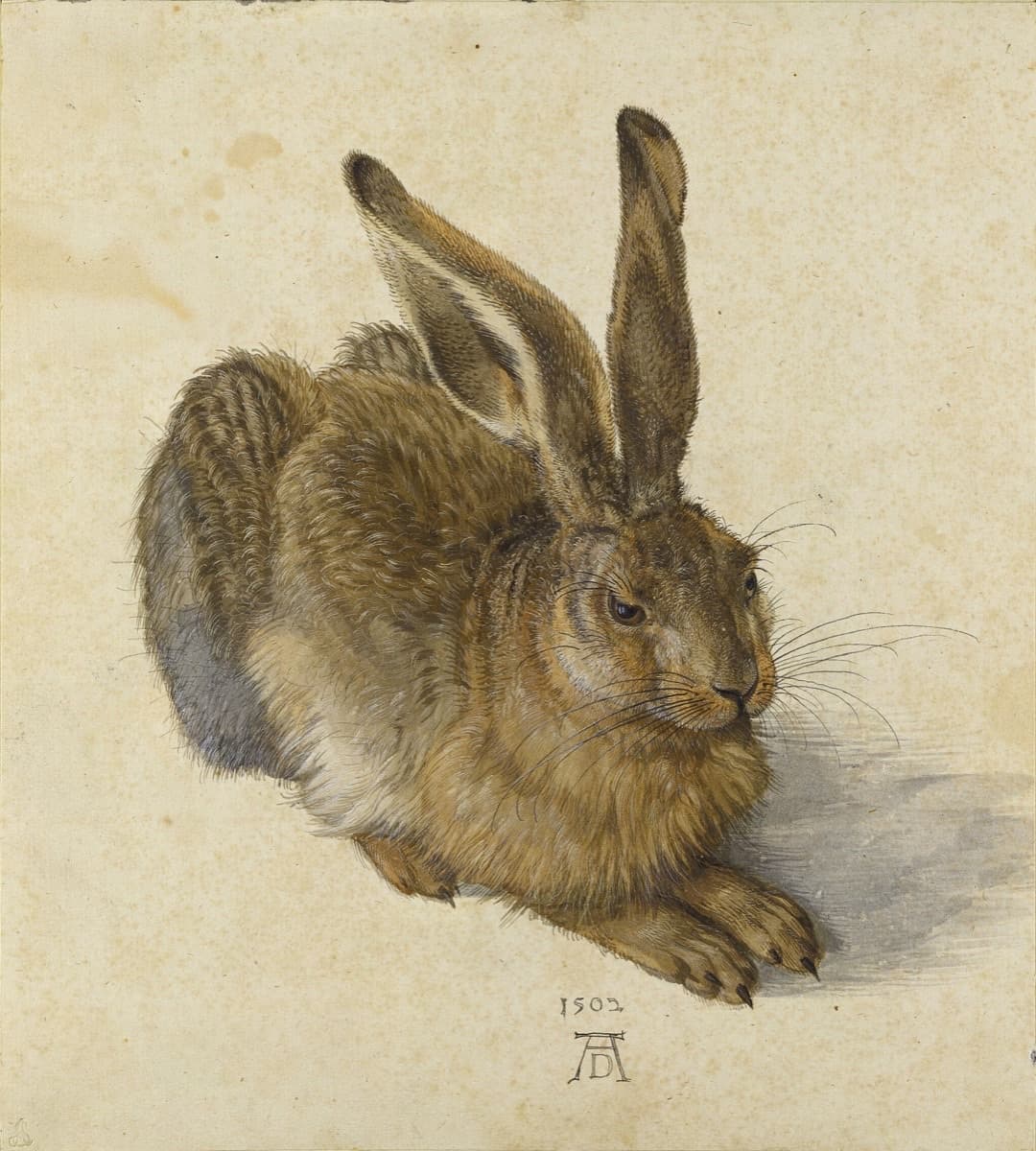 Young Hare by Albrecht Dürer